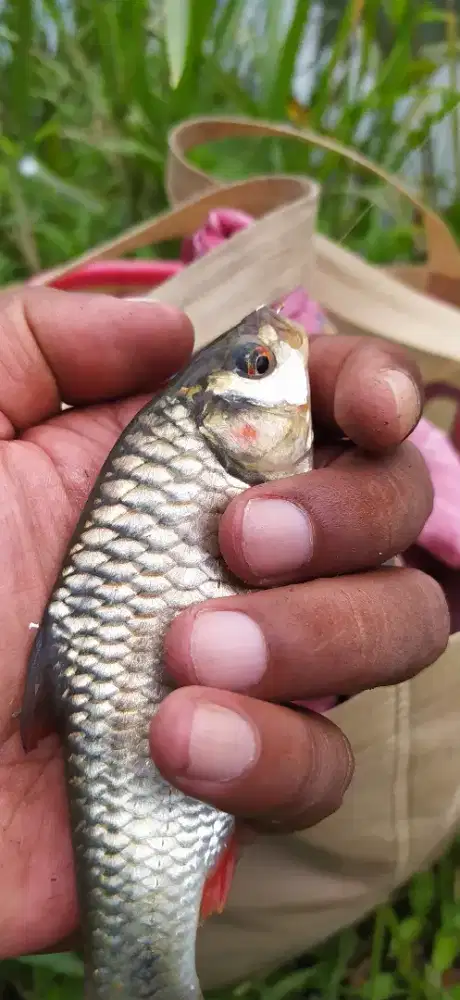 Ikan derbang untuk hiasan aquarium