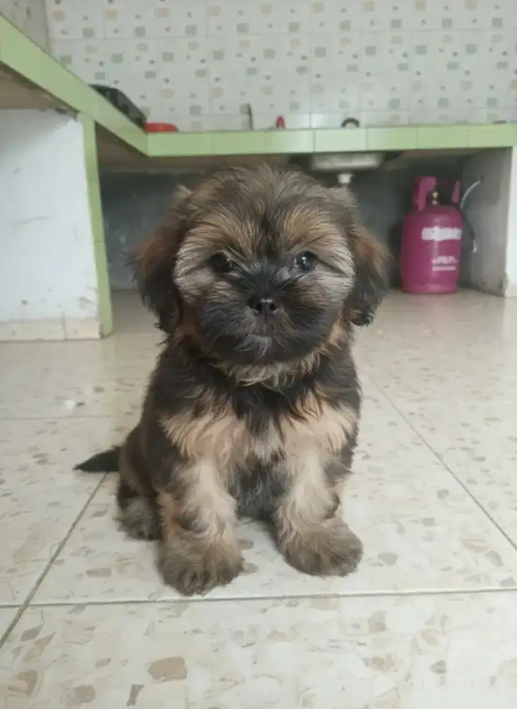 Ras kecil mini poom x poddle