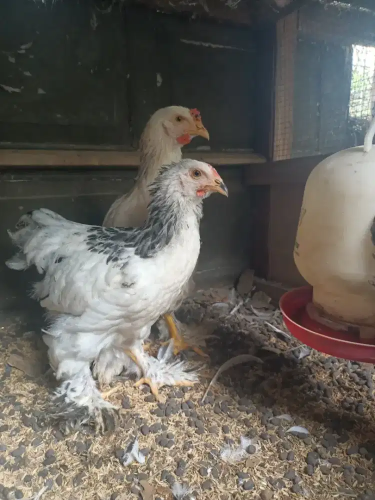 Ayam brahma light columbia premium