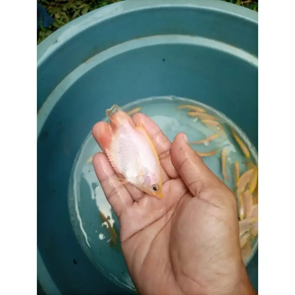 Gurame padang -+ 2 inci