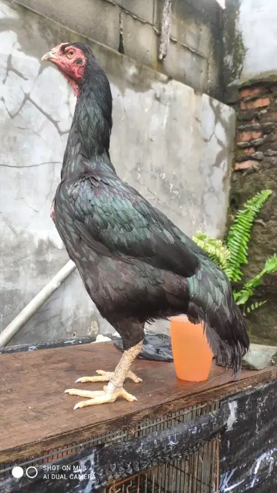 Biang pama x bangkok