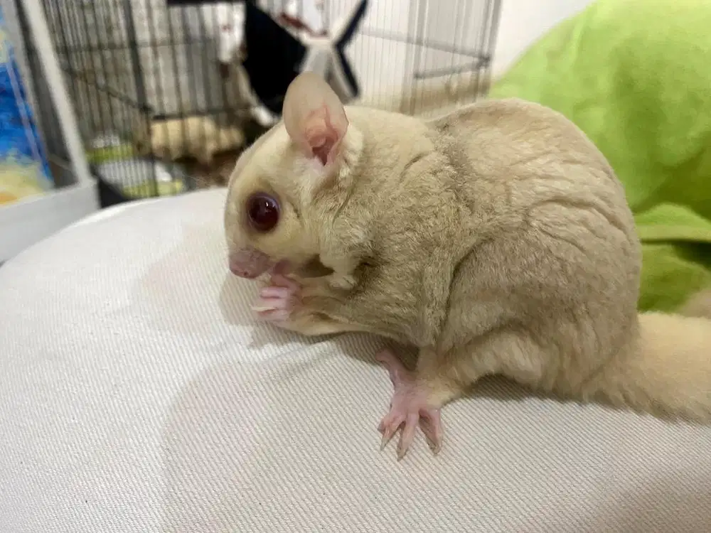 Sugar Glider Creamino Male OOP September