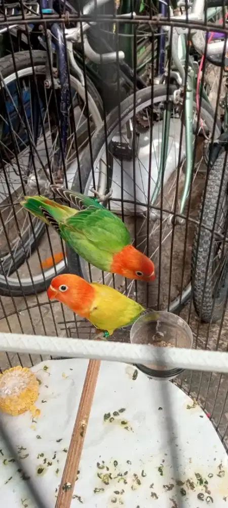 Lovebird Biola dan Biola Ewing Gold