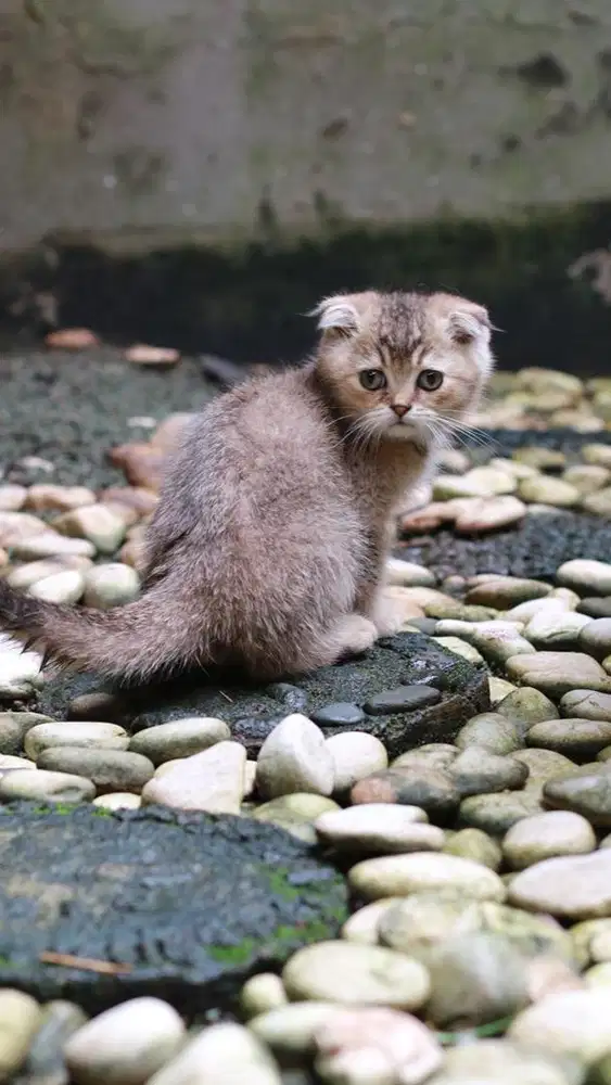 Kucing scotish fold x bsh golden pure line import