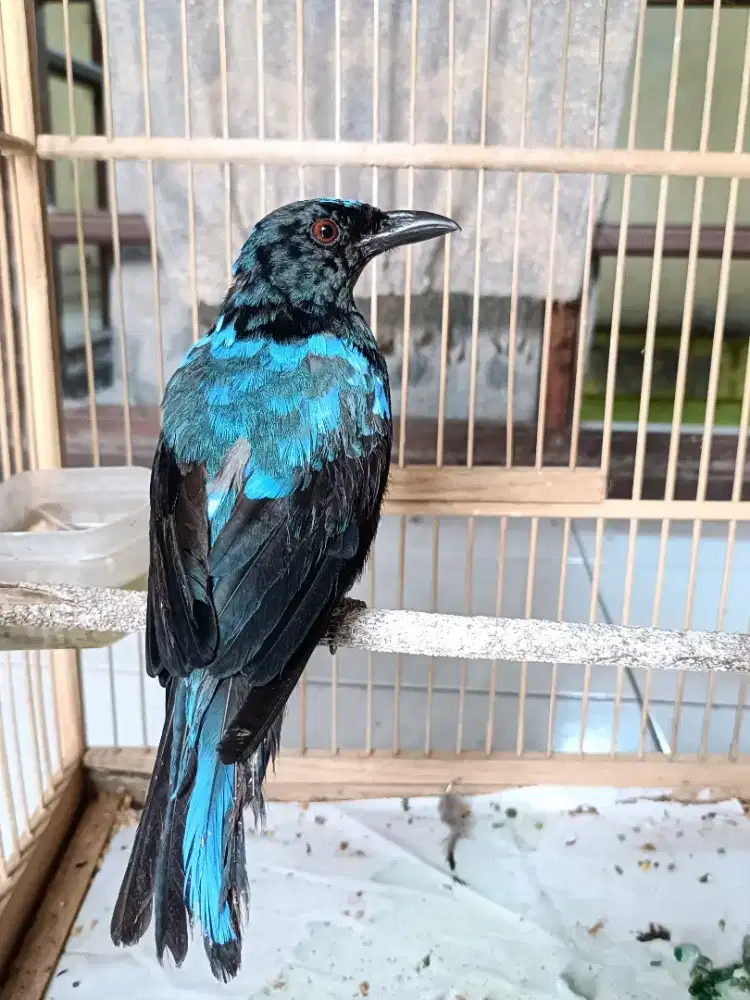Burung biru trotol jantan