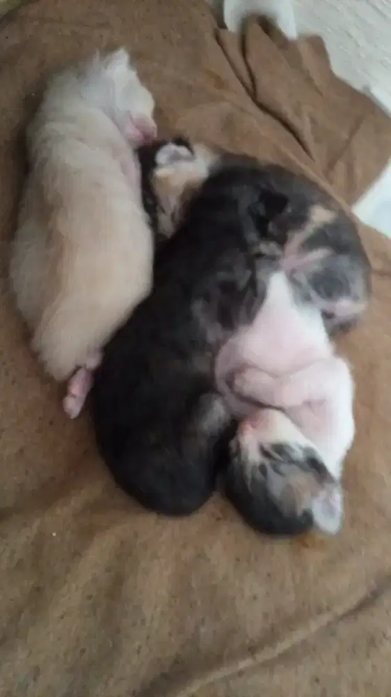 KUCING PERSIA SAMA 4 BAYI NYA CEBOL