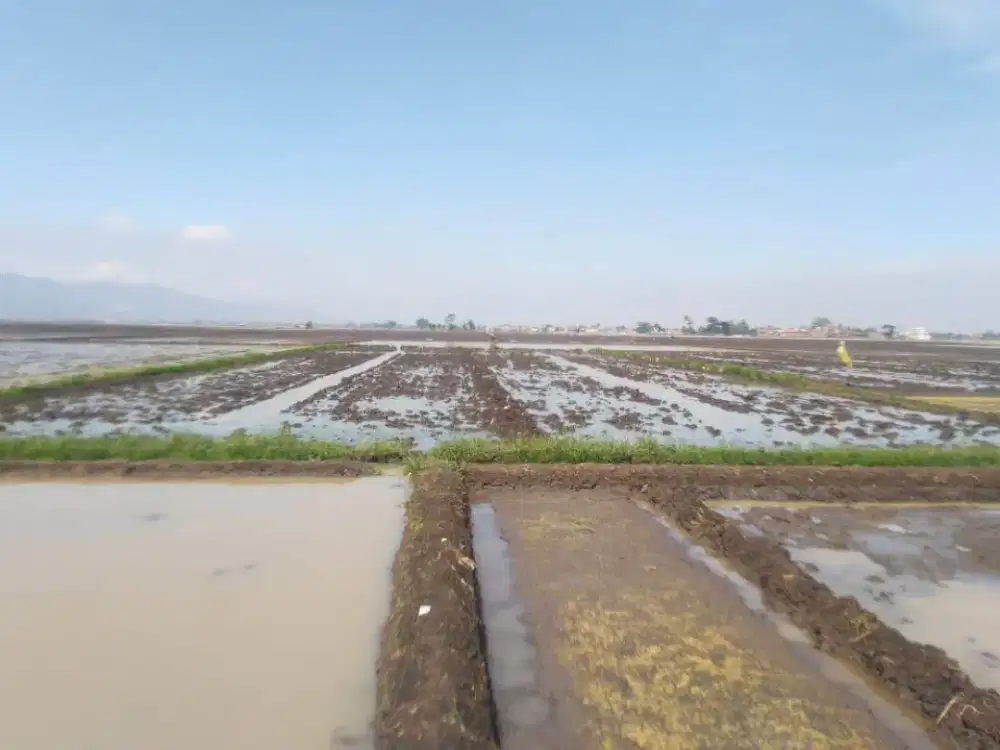 Jual murah sawah daerah tegaluar 105 tumbak