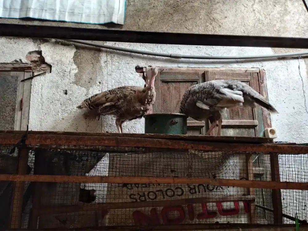 Ayam Kalkun 2 ekor betina