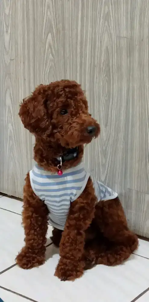 poodle jantan red