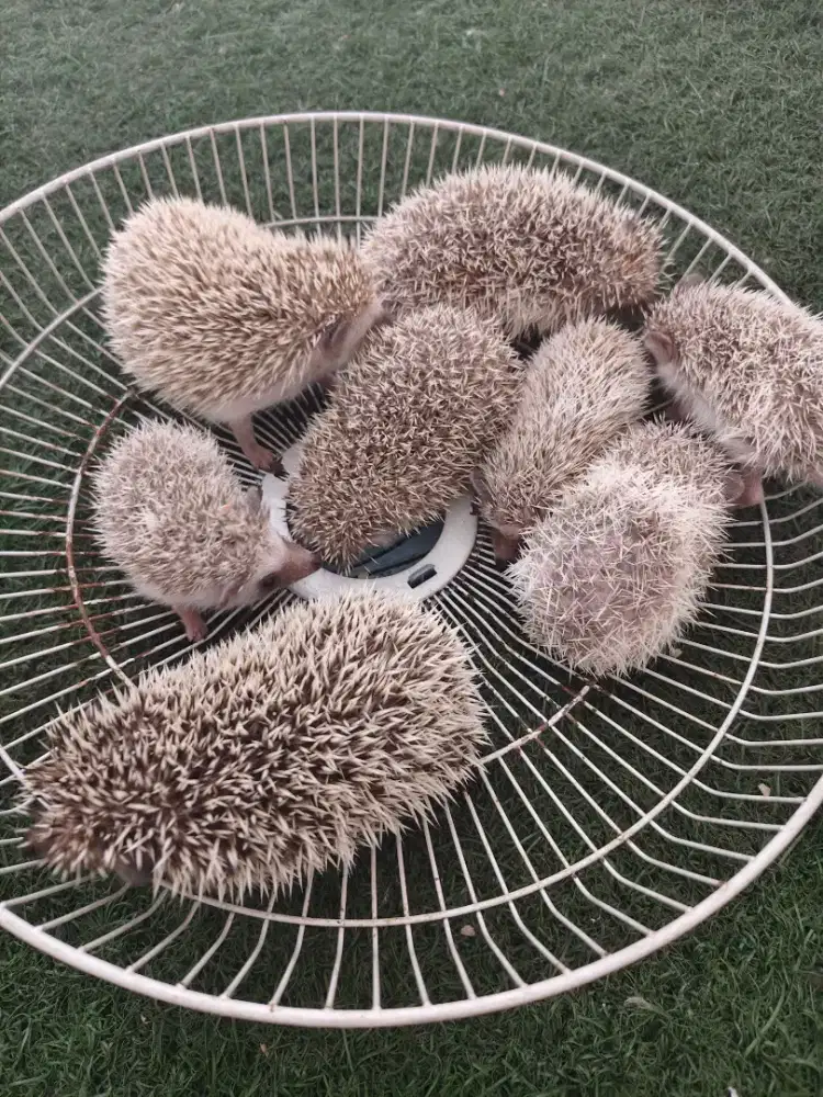 landak mini lucu anakan