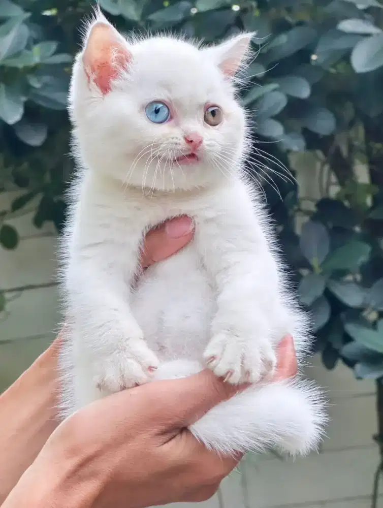 kitten British ShortHair Odd Eye