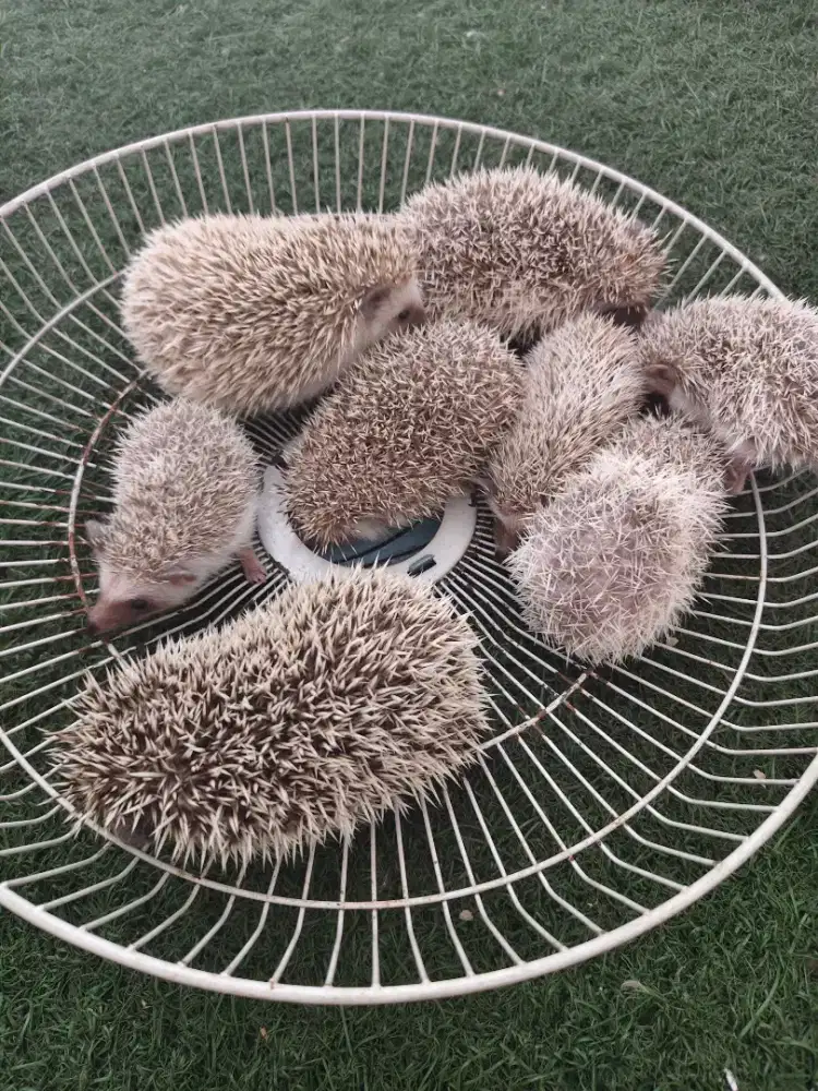 Anakan landak mini lucu