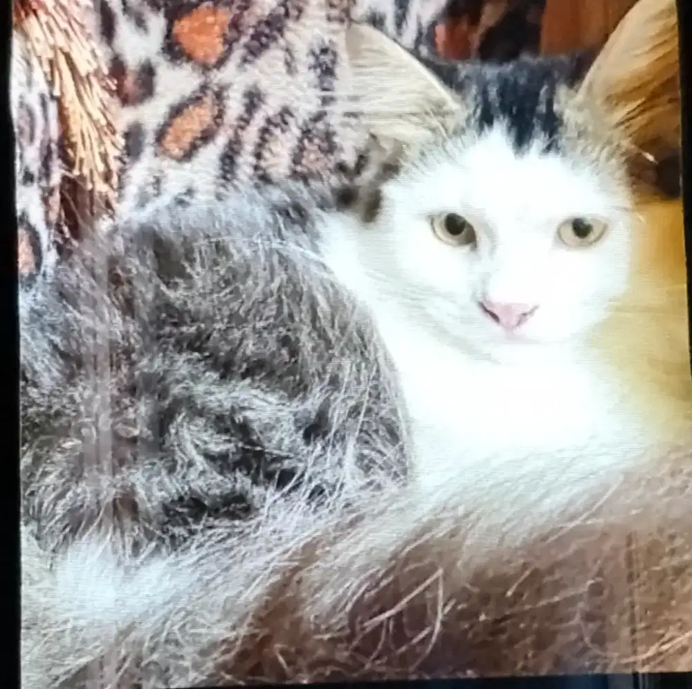 lepas adopsi persia jantan