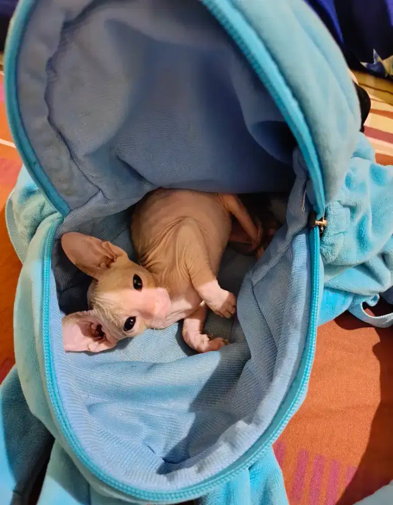 Sphynx female 3month