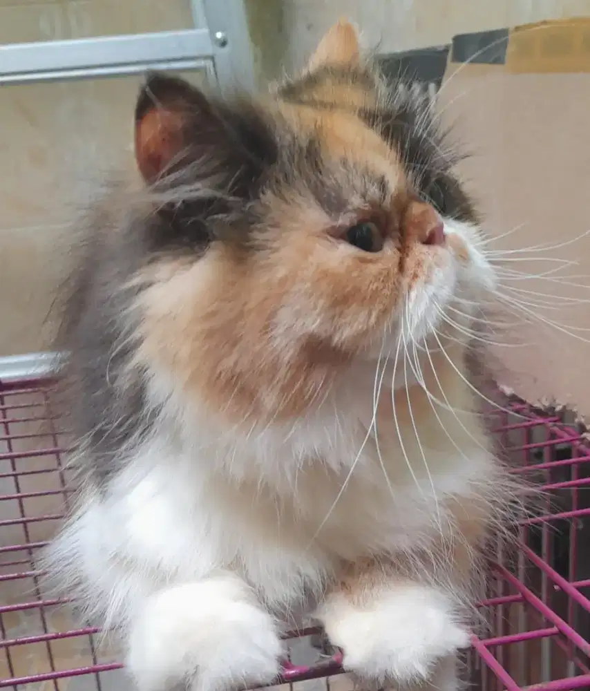 Persia longhair,, flatnose, betina 6 -7 bln