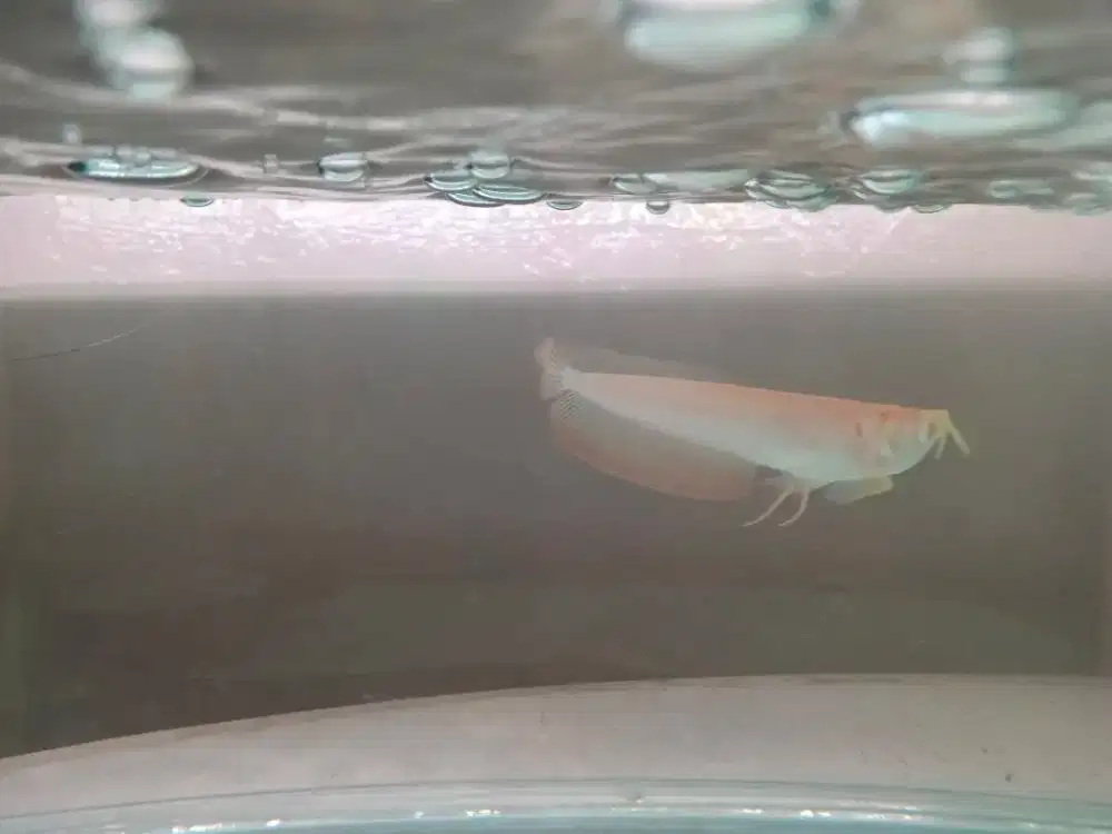 Arwana albino mata merah