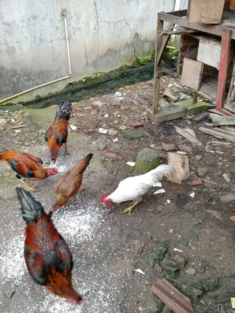 Jual ayam kampung sehat, tinggi dan gemuk.