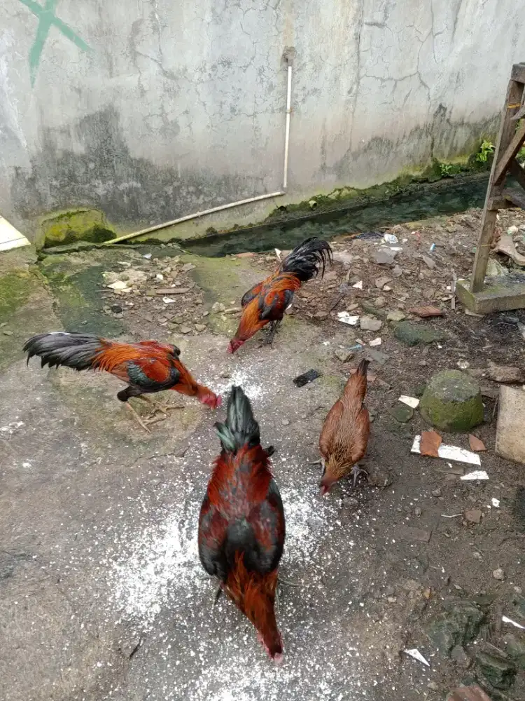 Jual ayam kampung sehat, tinggi dan gemuk.