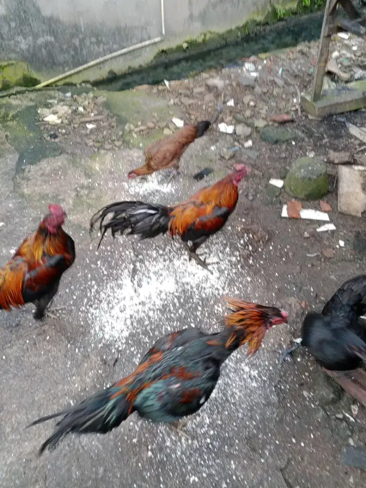 Jual ayam kampung sehat, tinggi dan gemuk.
