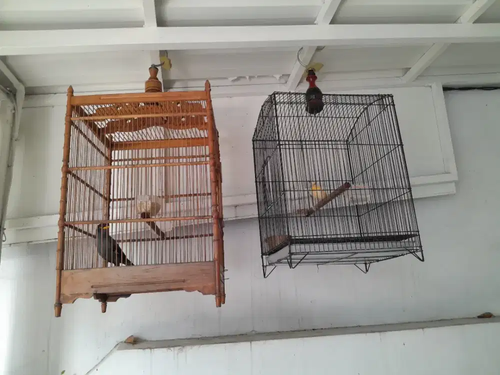 Jalbo, sama kenari warna cerah