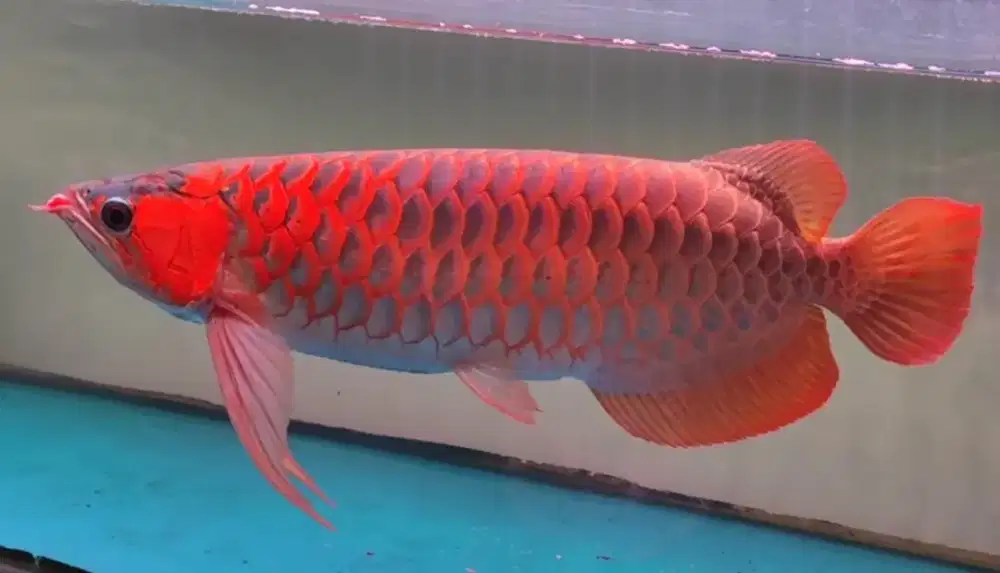 Arwana Super Red 48cm