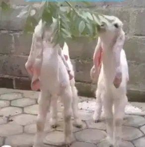 paketan 6 ekor anakan kambing etawa senduro 4 bln 1 jantan 5 betina ok