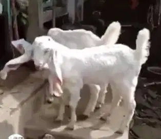 paketan 6 ekor anakan kambing etawa senduro 4 bln 1 jantan 5 betina ok