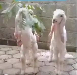 6 ekor anakan kambing etawa senduro 4 bln 1 jantan 5 betina unggulan