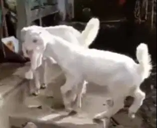 6 ekor anakan kambing etawa senduro 4 bln 1 jantan 5 betina unggulan