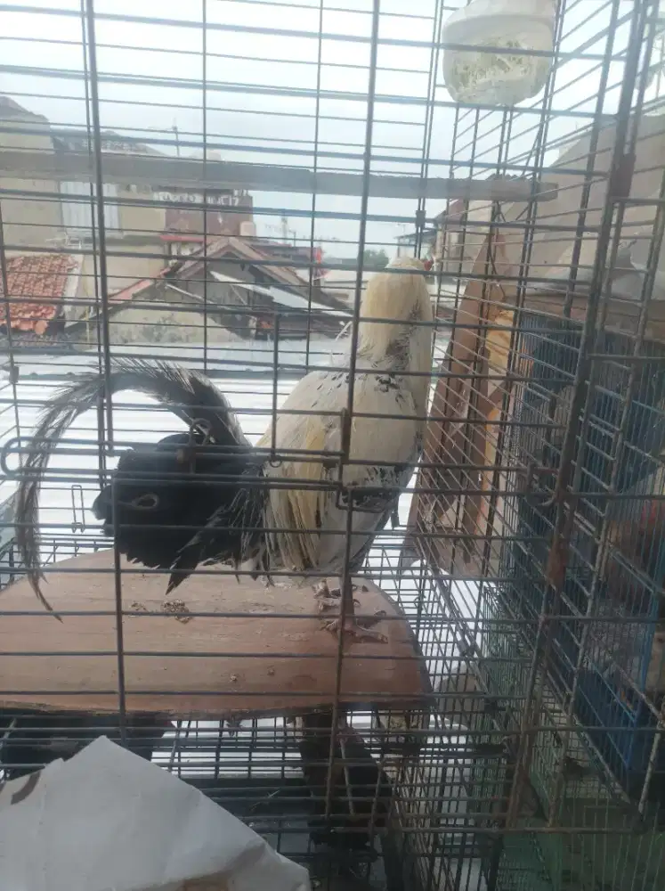 Ayam hias ekor panjang