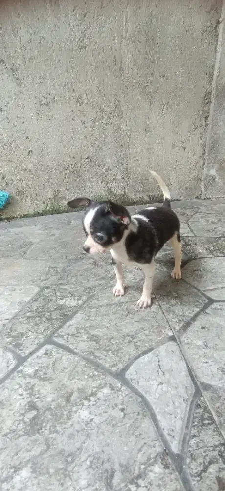 anjing chihuahua mini betina