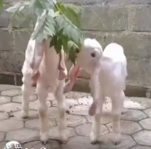 6 ekor anakan kambing etawa senduro 4 bln 1 jantan 5 betina unggulan