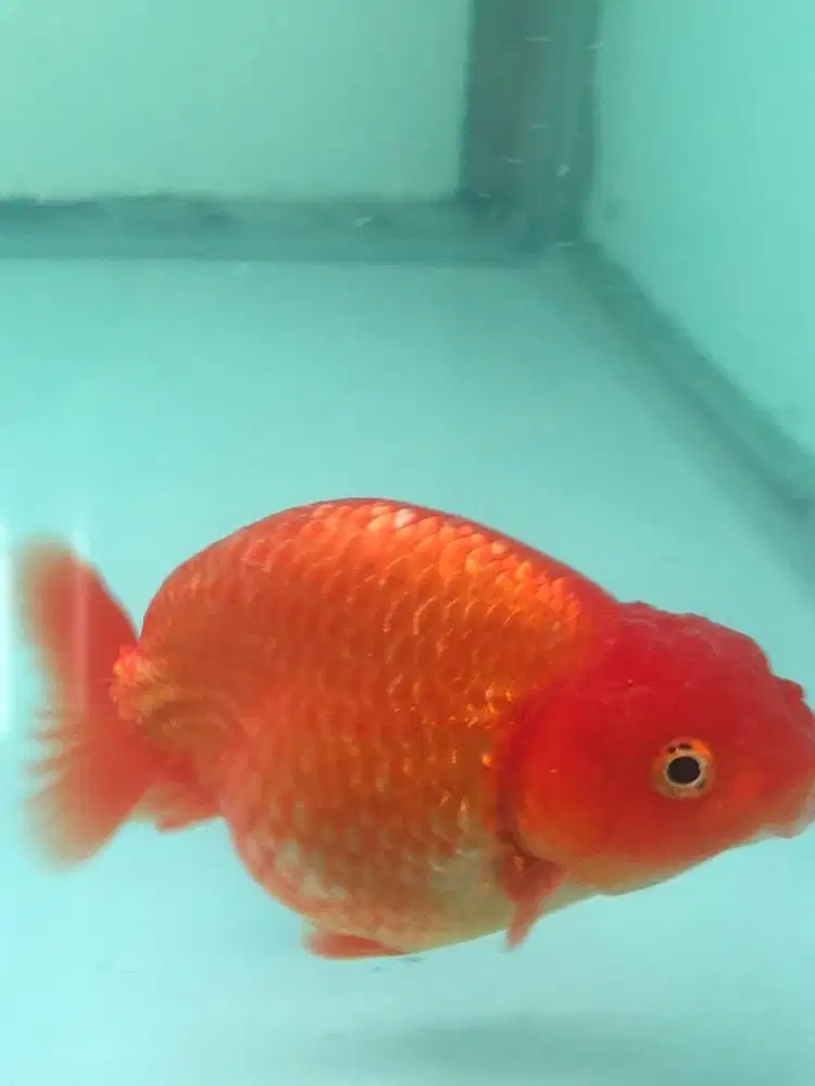 Ikan Koki Oranda & Ranchu