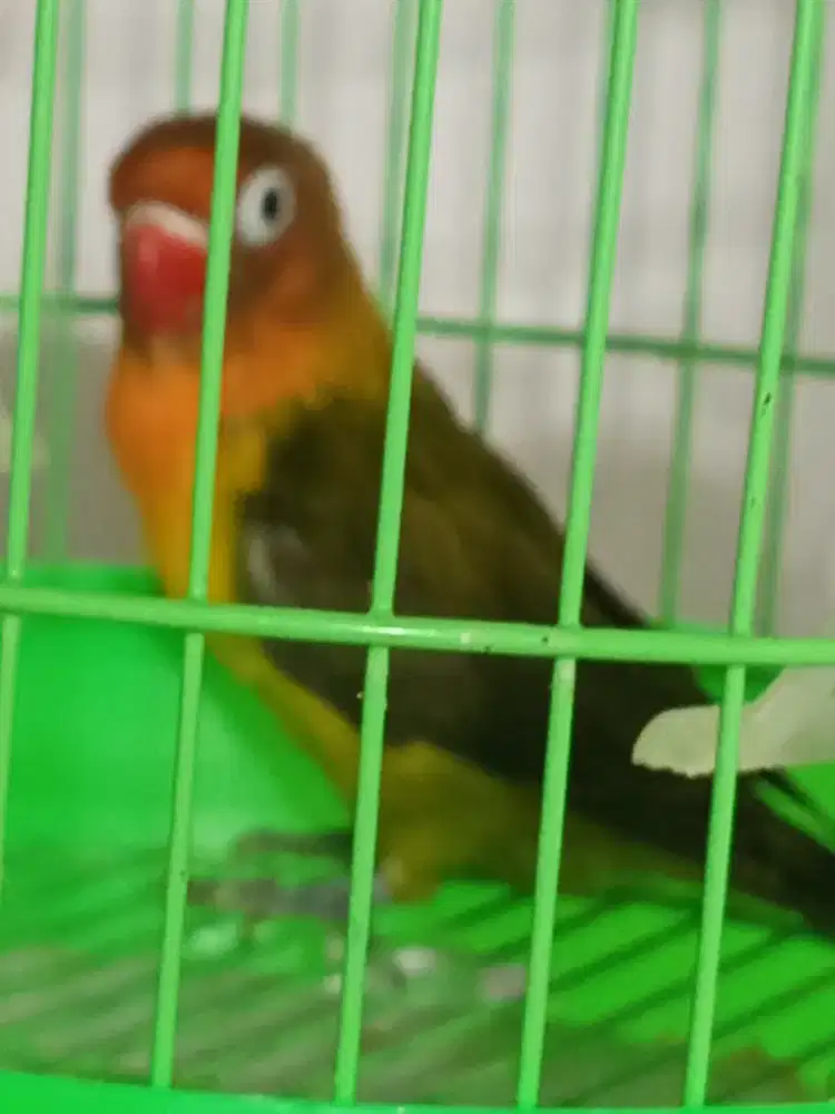 Burung love bird gacor