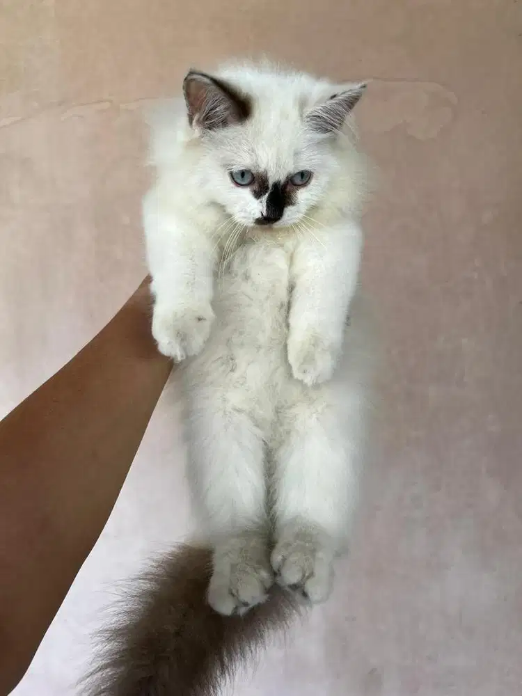 lepas adop kitten himalaya mix ragdoll