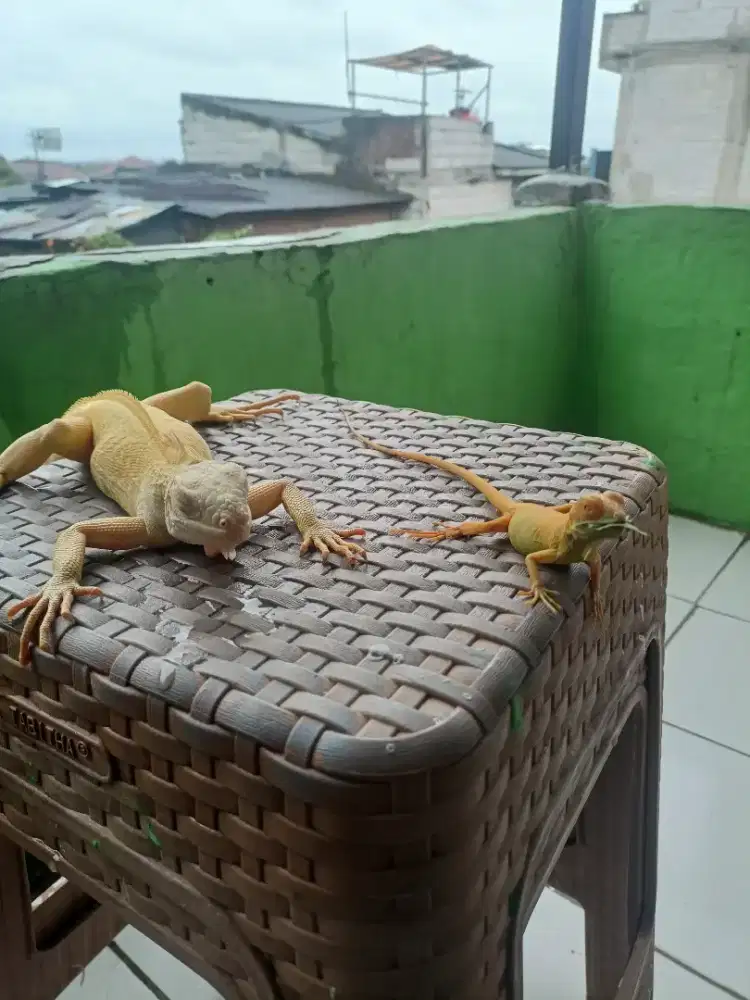 Iguana albino besar & kecil