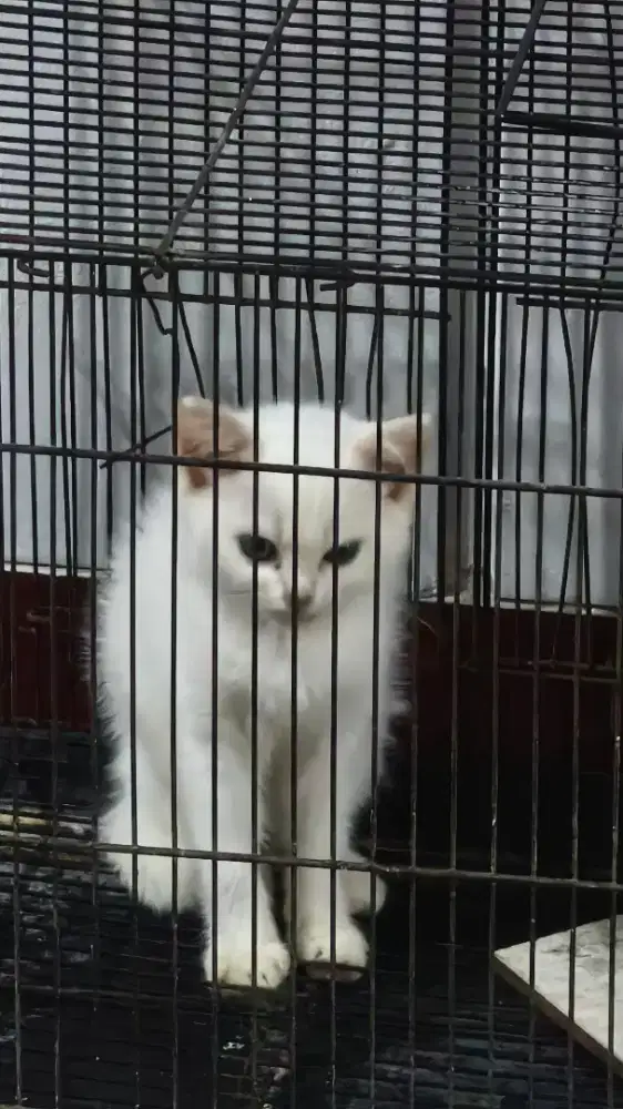 Anak kucing betina 3bln