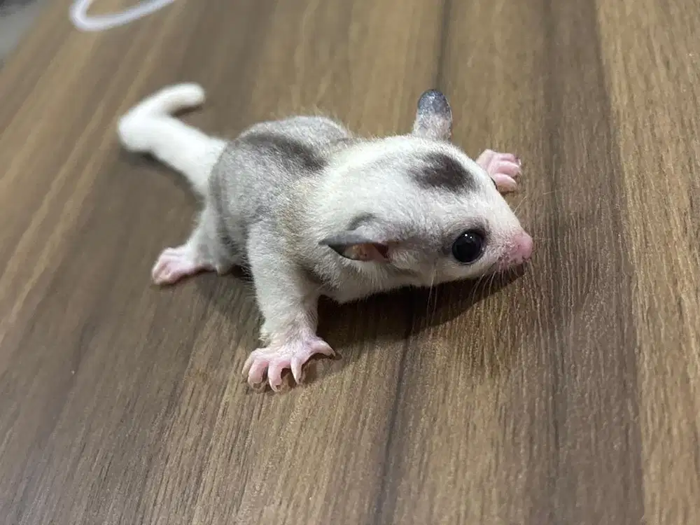 Sugar glider moza betina