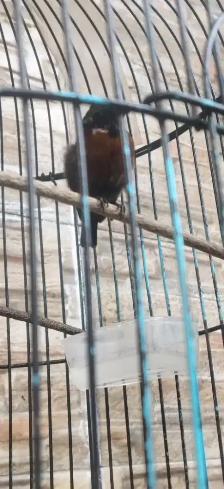 Kolibri ninja dada coklat