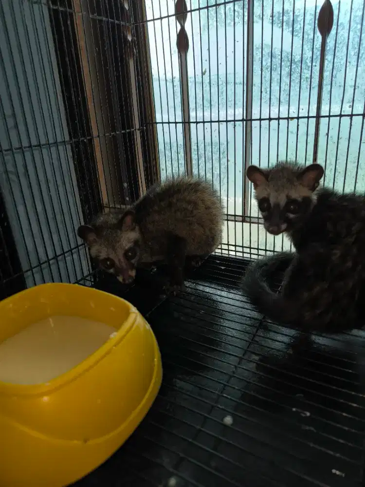 Anakan musang pandan