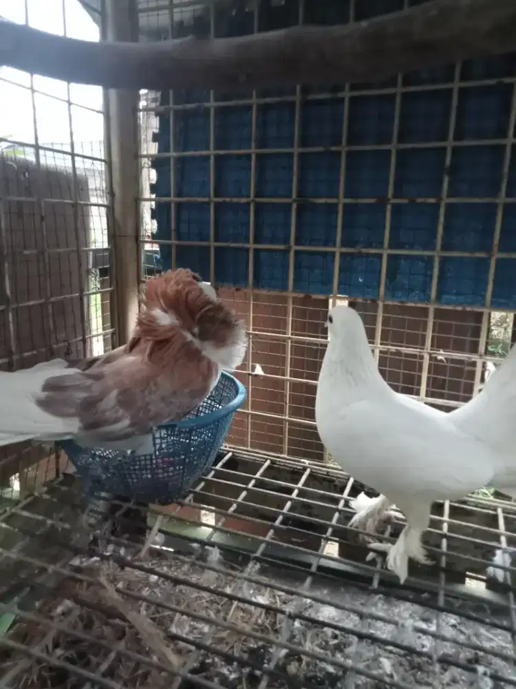 Burung merpati hias kapucin jantan  dan kipas betina berikut anaknya