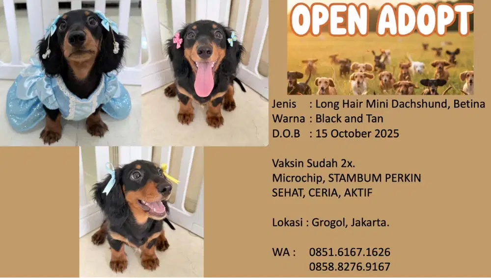 JUAL! ANJING LONG HAIR MINI DUCHSHUND / LONG HAIR MINI TEKEL!