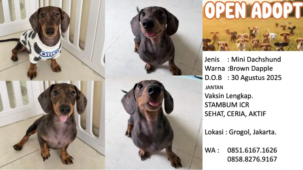 JUAL! ANJING MINI DUCHSHUND / MINI TEKEL!