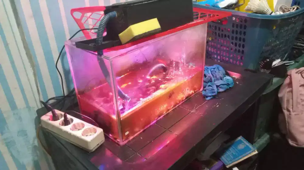 Aquarium siap pakai