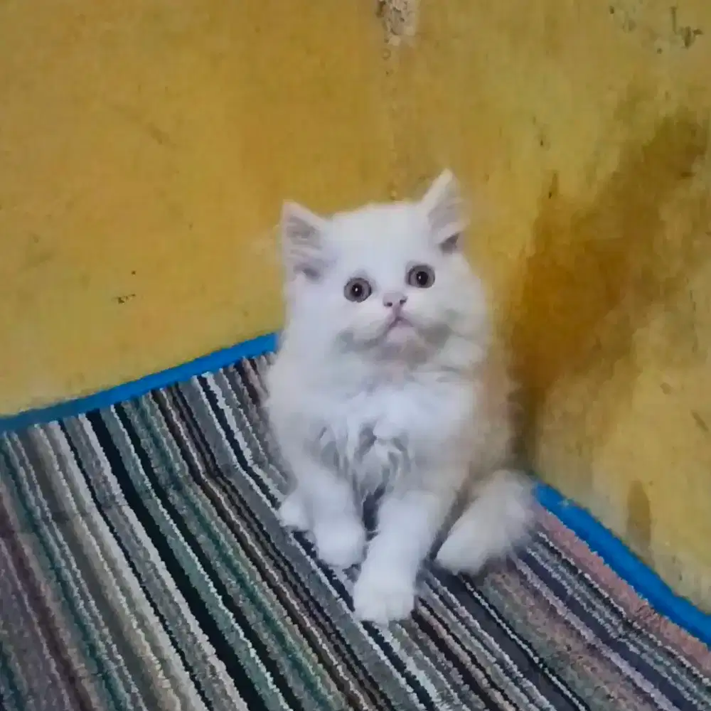 Kucing Persia white Solid Jantan