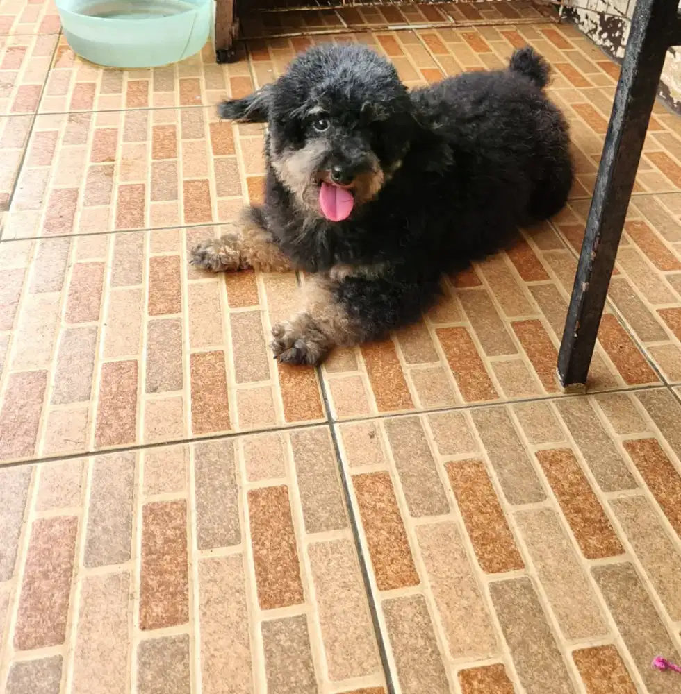 POODLE PURE JANTAN BLACK TAN PHANTOM