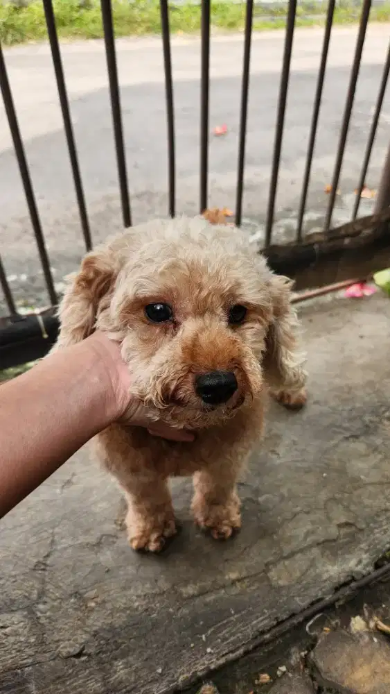 POODLE BETINA COKLAT RED