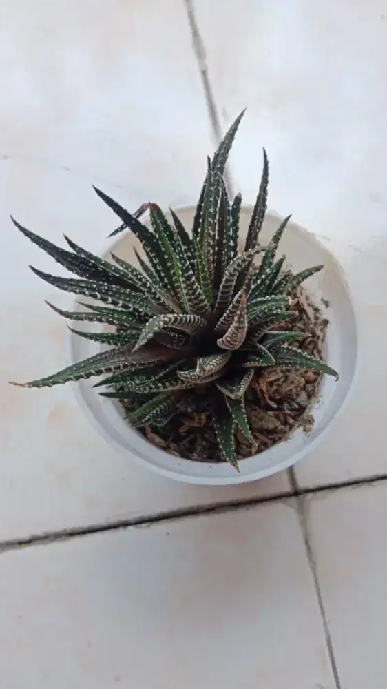 Saya perantau jawatengah