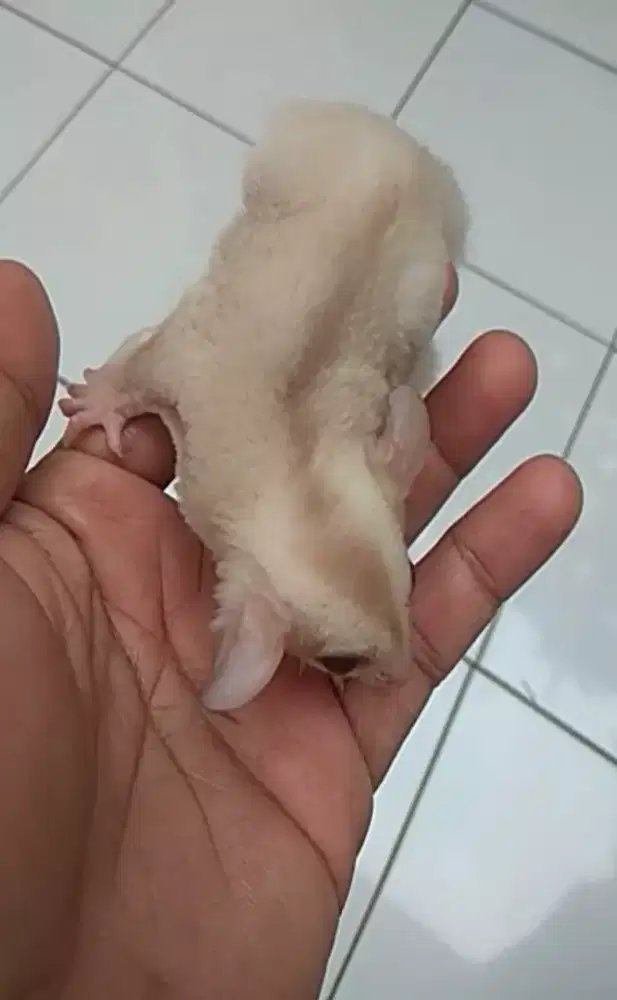 Sugar glider cremino