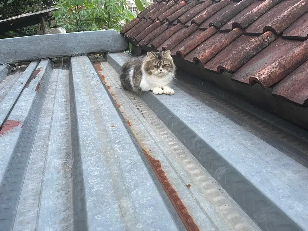 Kucing persia flatnose betina usia 12 bulan